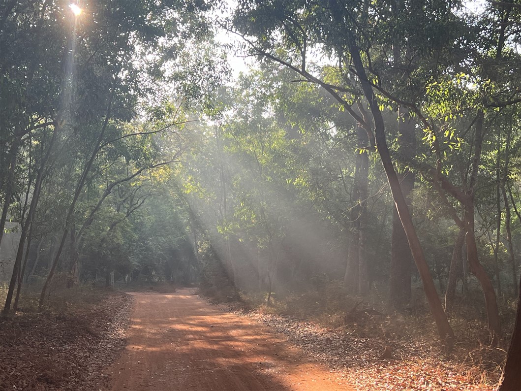 The sunlit path (photo Manohar)