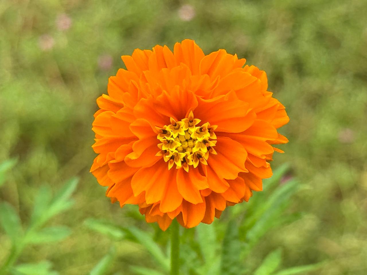Supramentalised Plasticity (Photo Prasad)