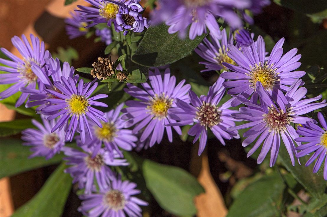 Auroville Media Interface (AMI)