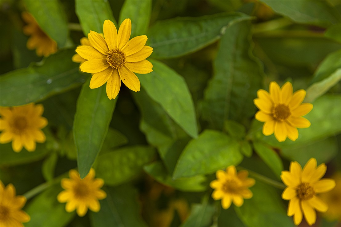 Auroville Media Interface (AMI)