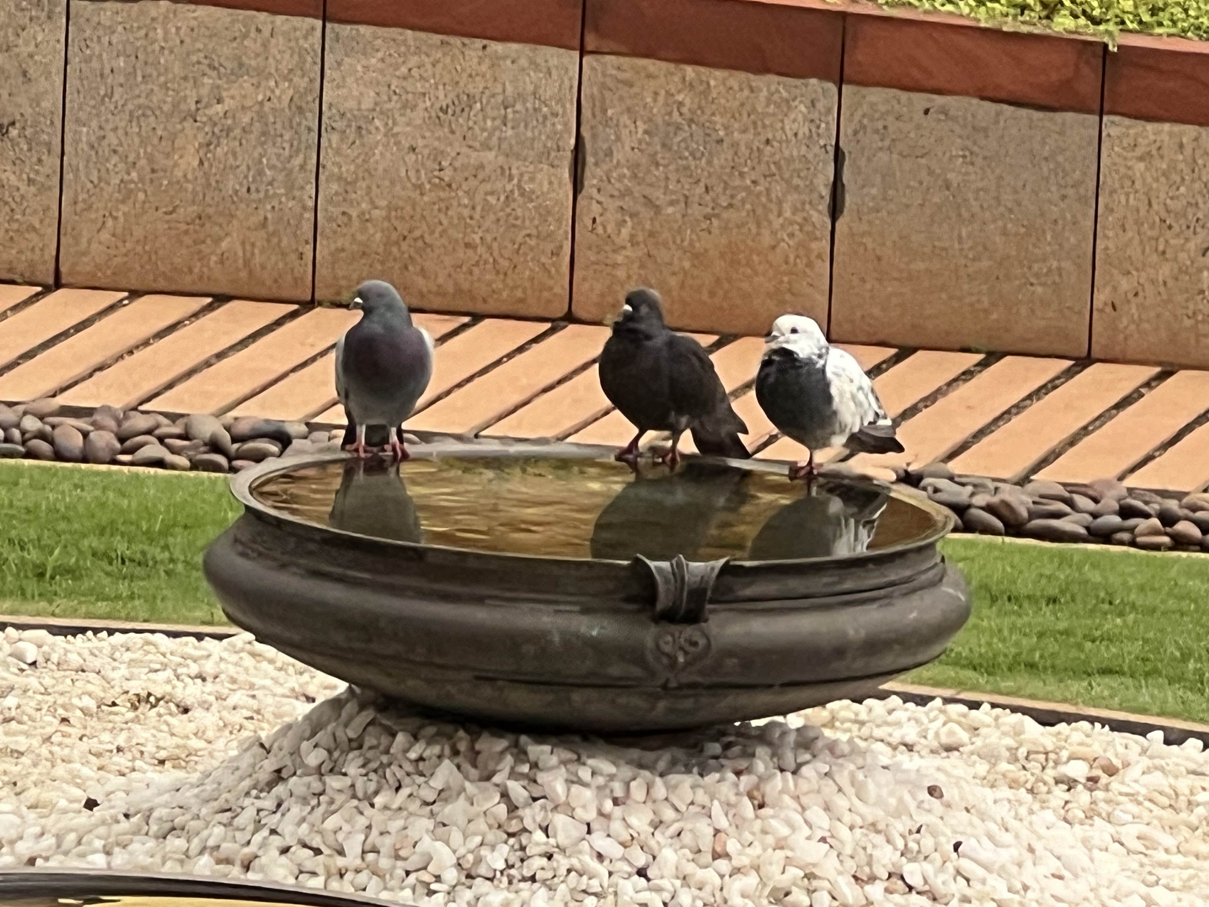 A winged conversation (photo Manohar)