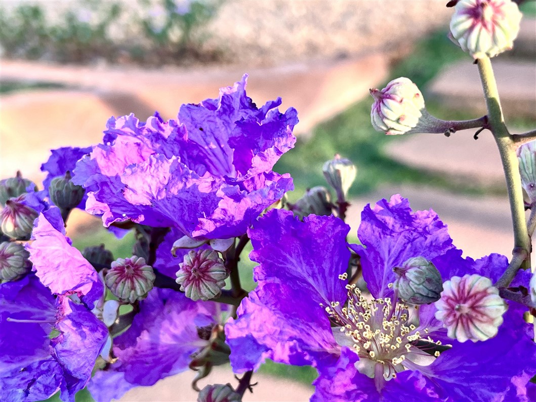 Flower offering (photo Manohar)